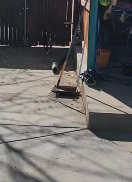 Enlarge Chewy in CO, a Adoptable Boston Terrier in Littleton, CO video 4/4