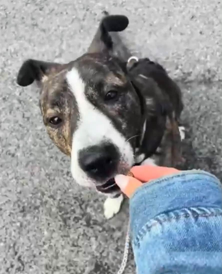 Enlarge Rox, a Adoptable mixed breed in Jamesville, NY image 4/4