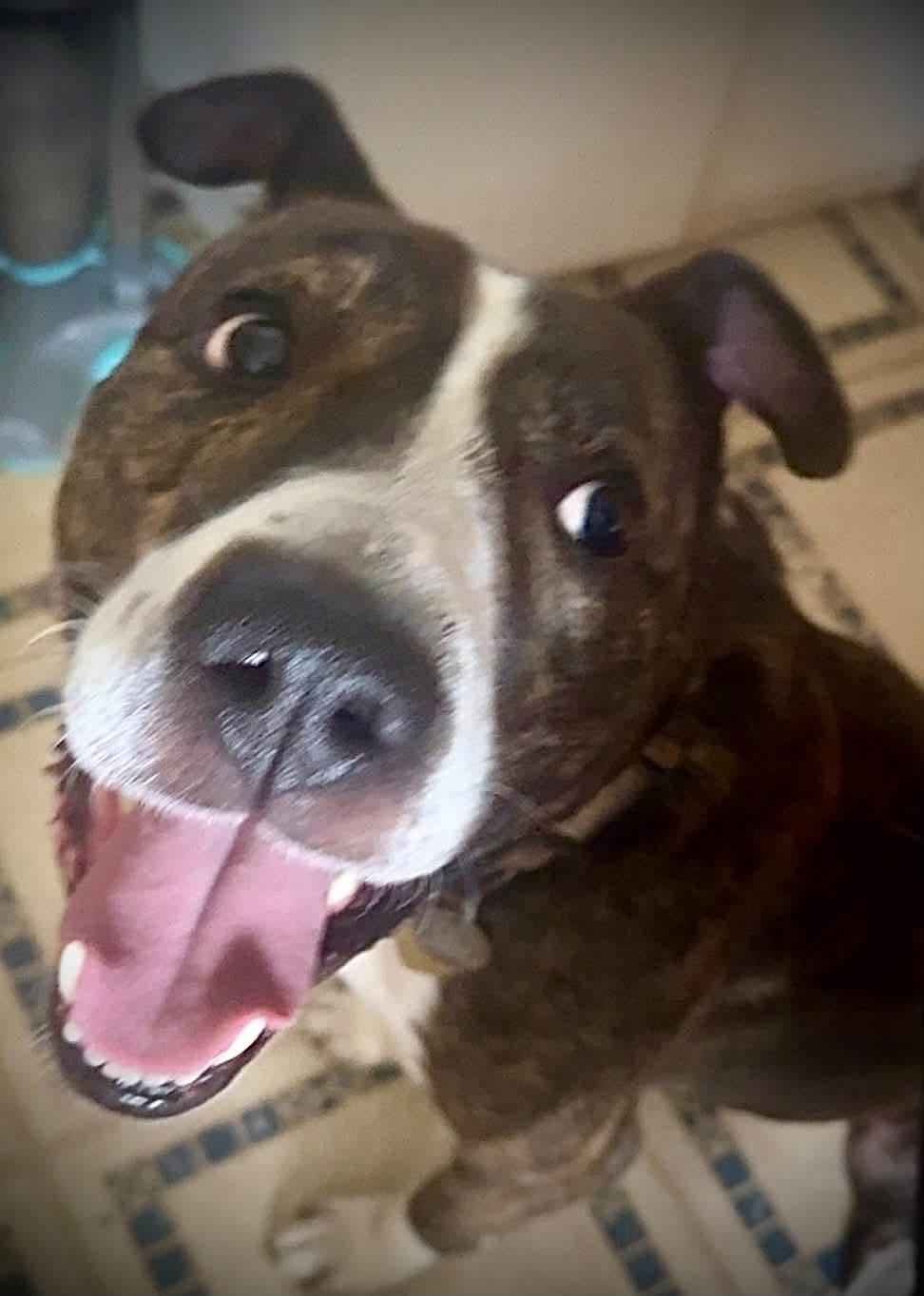 Enlarge Rox, a Adoptable mixed breed in Jamesville, NY image 3/4