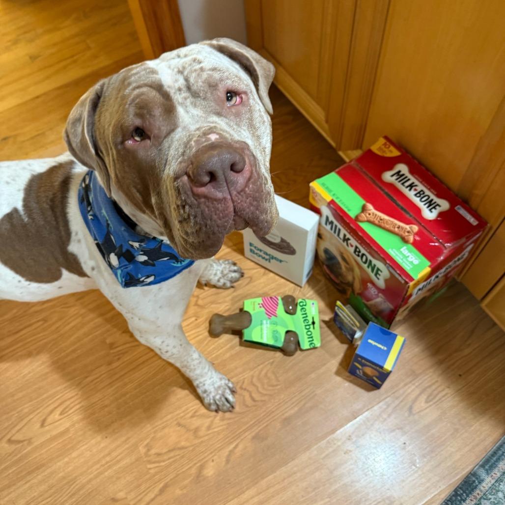 Winnie, Adoptable, Adult Female American Bulldog.