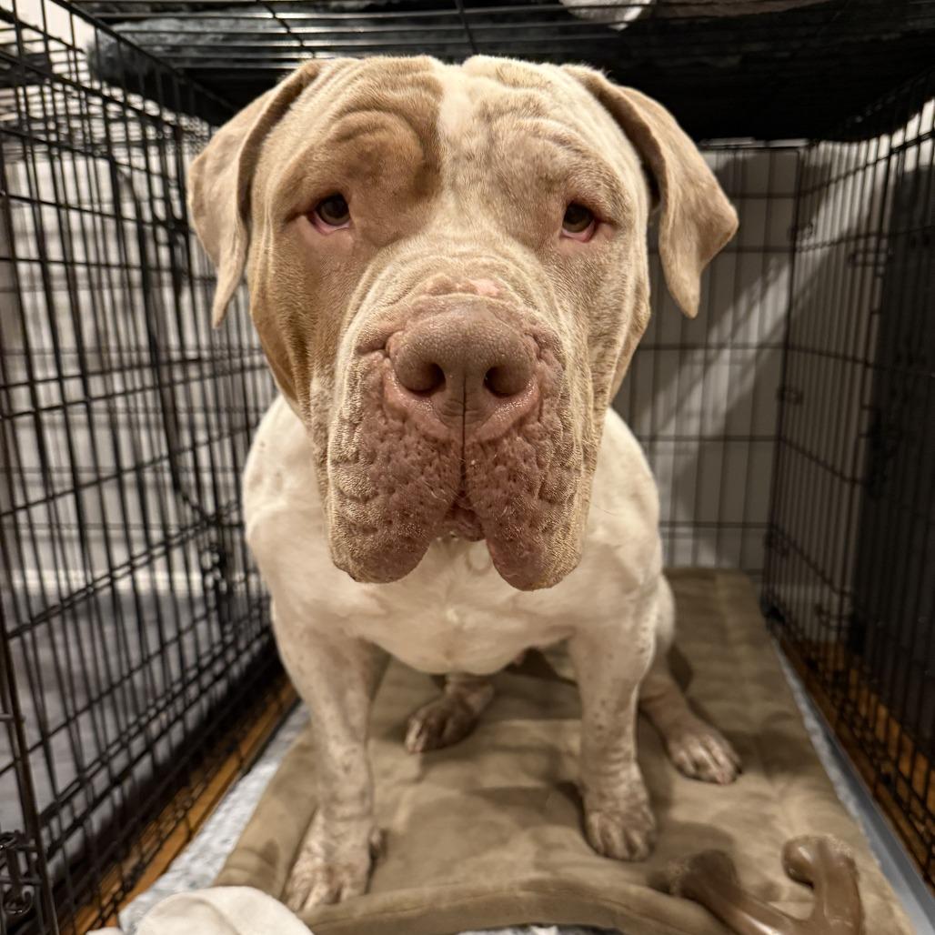 Enlarge Winnie, a Adoptable American Bulldog in Los Angeles, CA image 2/6