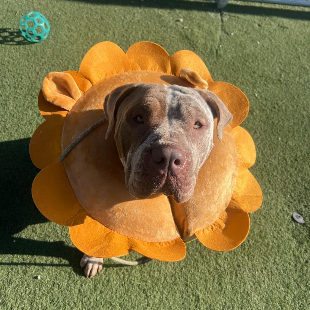 Enlarge Winnie, a Adoptable American Bulldog in Los Angeles, CA image 3/6