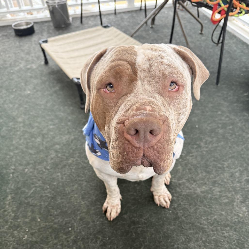 Enlarge Winnie, a Adoptable American Bulldog in Los Angeles, CA image 4/6