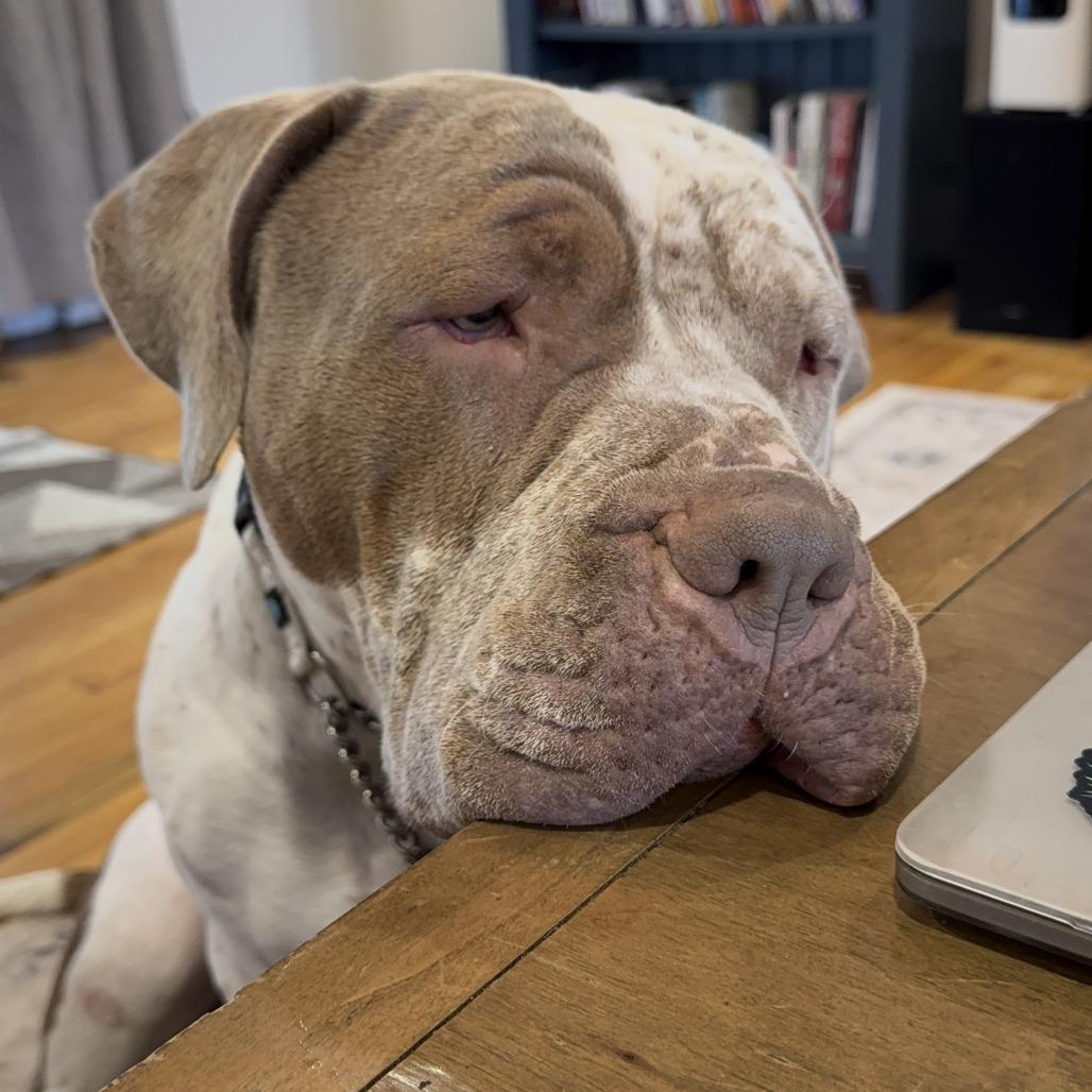 Enlarge Winnie, a Adoptable American Bulldog in Los Angeles, CA image 5/6