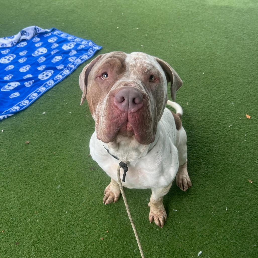 Enlarge Winnie, a Adoptable American Bulldog in Los Angeles, CA image 6/6