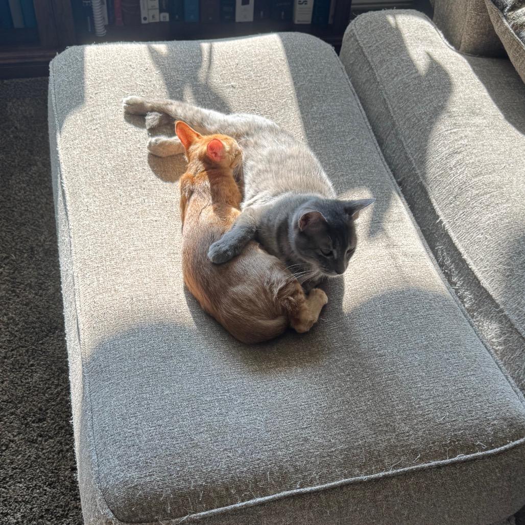 The Scoop, Adopted, Young Male Domestic Short Hair.