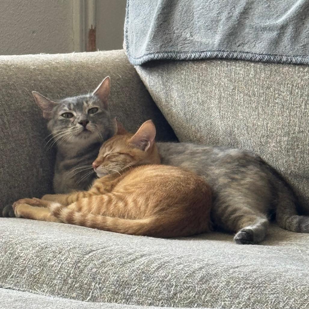 Enlarge The Scoop, a Adopted Domestic Short Hair in Crowley, TX image 2/5