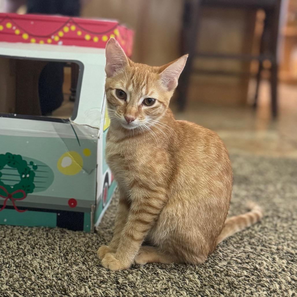 Enlarge The Scoop, a Adopted Domestic Short Hair in Crowley, TX image 3/5