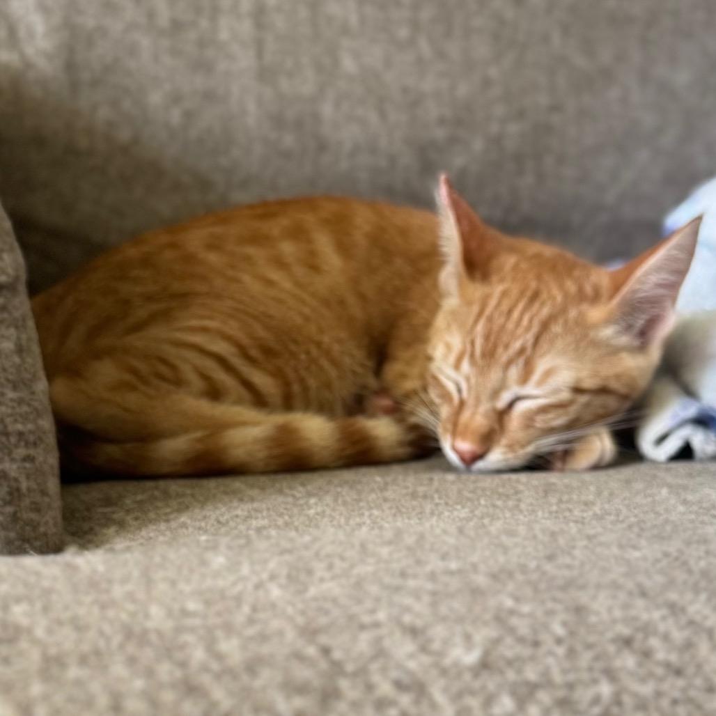 Enlarge The Scoop, a Adopted Domestic Short Hair in Crowley, TX image 4/5