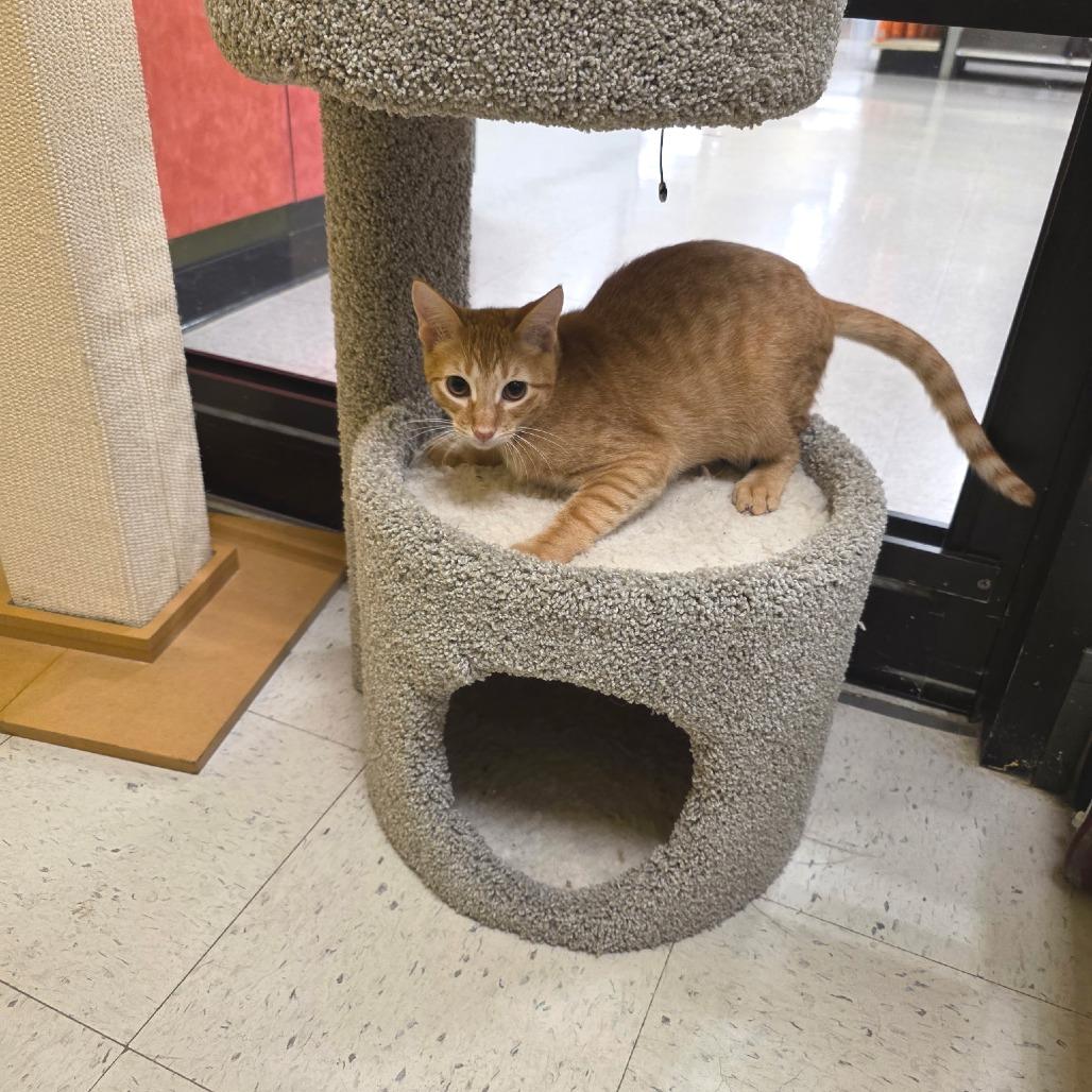 Enlarge The Scoop, a Adopted Domestic Short Hair in Crowley, TX image 5/5