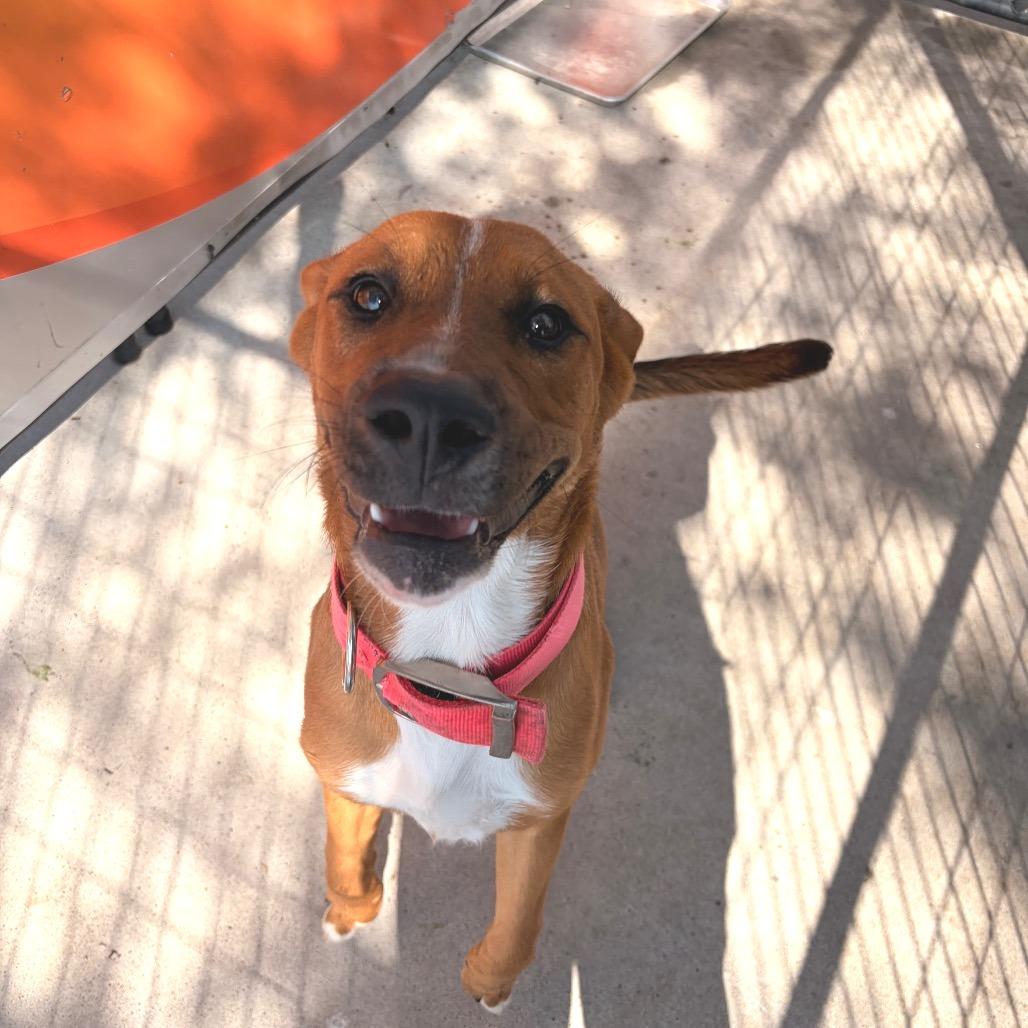 Belle, Adoptable, Young Female Labrador Retriever.