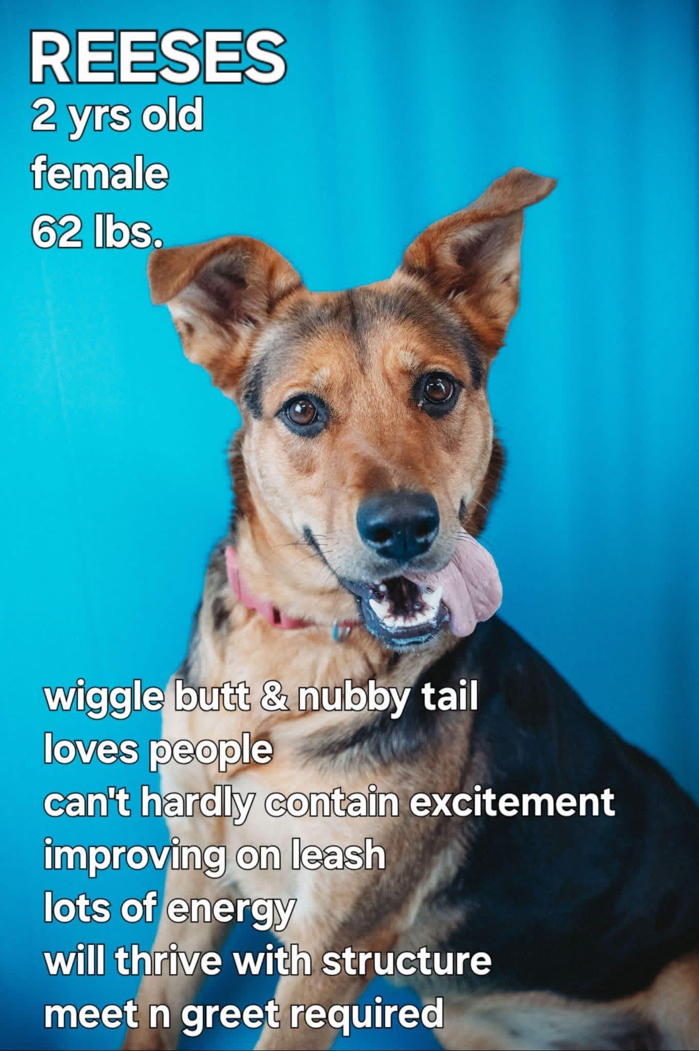 Reeses, a Adoptable mixed breed in Ashland, KY image 1/4