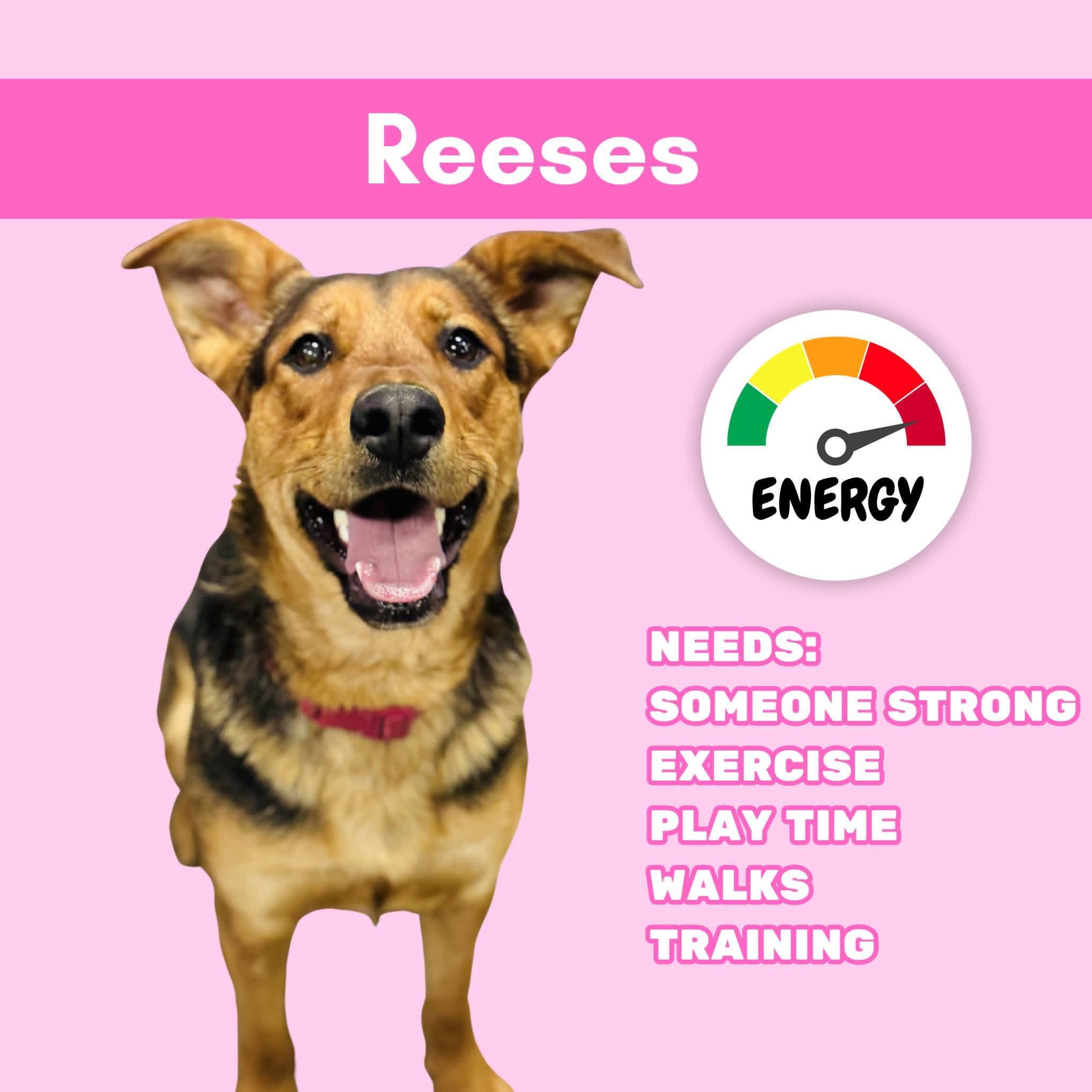 Reeses, a Adoptable mixed breed in Ashland, KY image 4/4