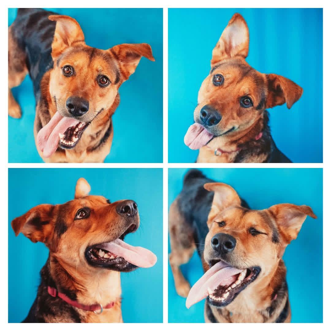 Reeses, a Adoptable mixed breed in Ashland, KY image 2/4