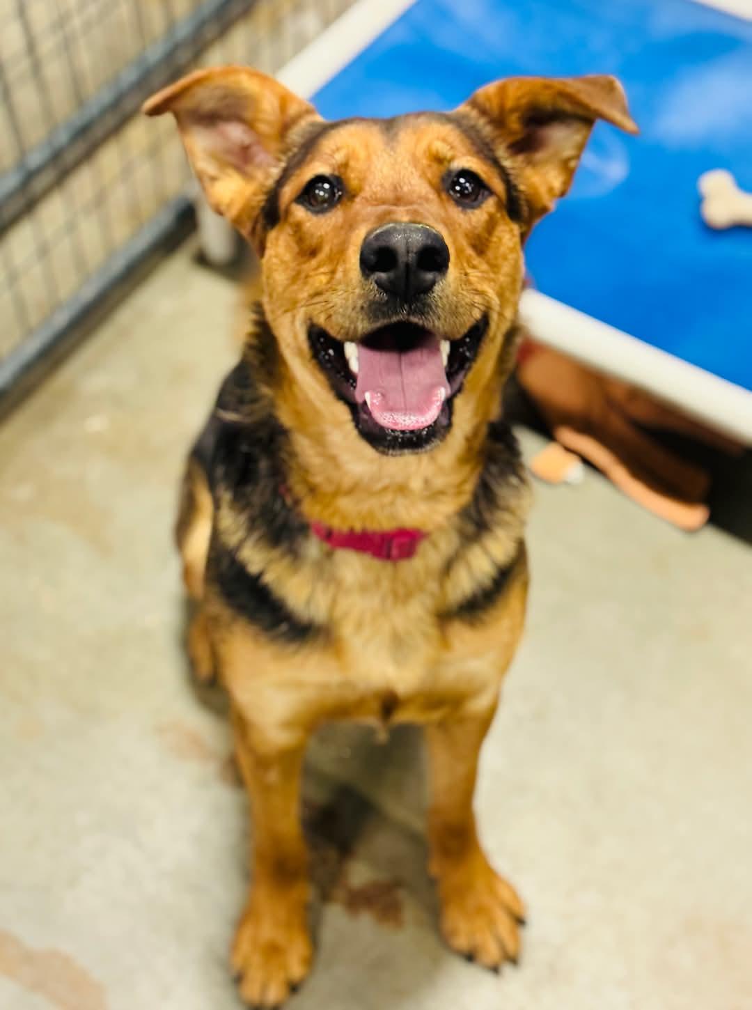 Reeses, Adoptable, Young Female Mixed Breed.