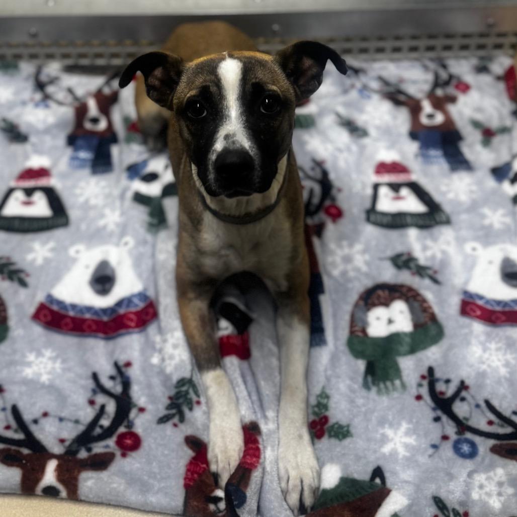 Jessie, Adoptable, Young Female Terrier & Hound.