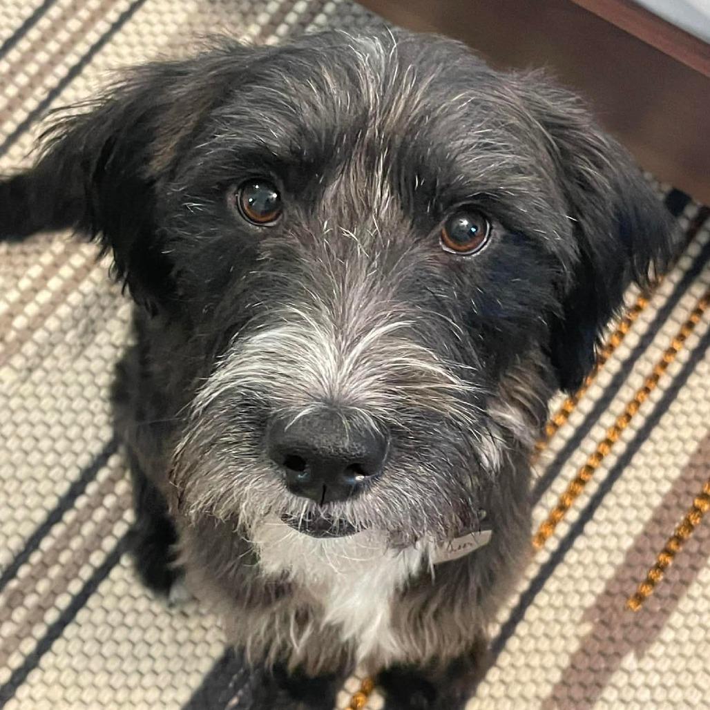 GUS - Black Labrador Retriever / Poodle for adoption in Birmingham