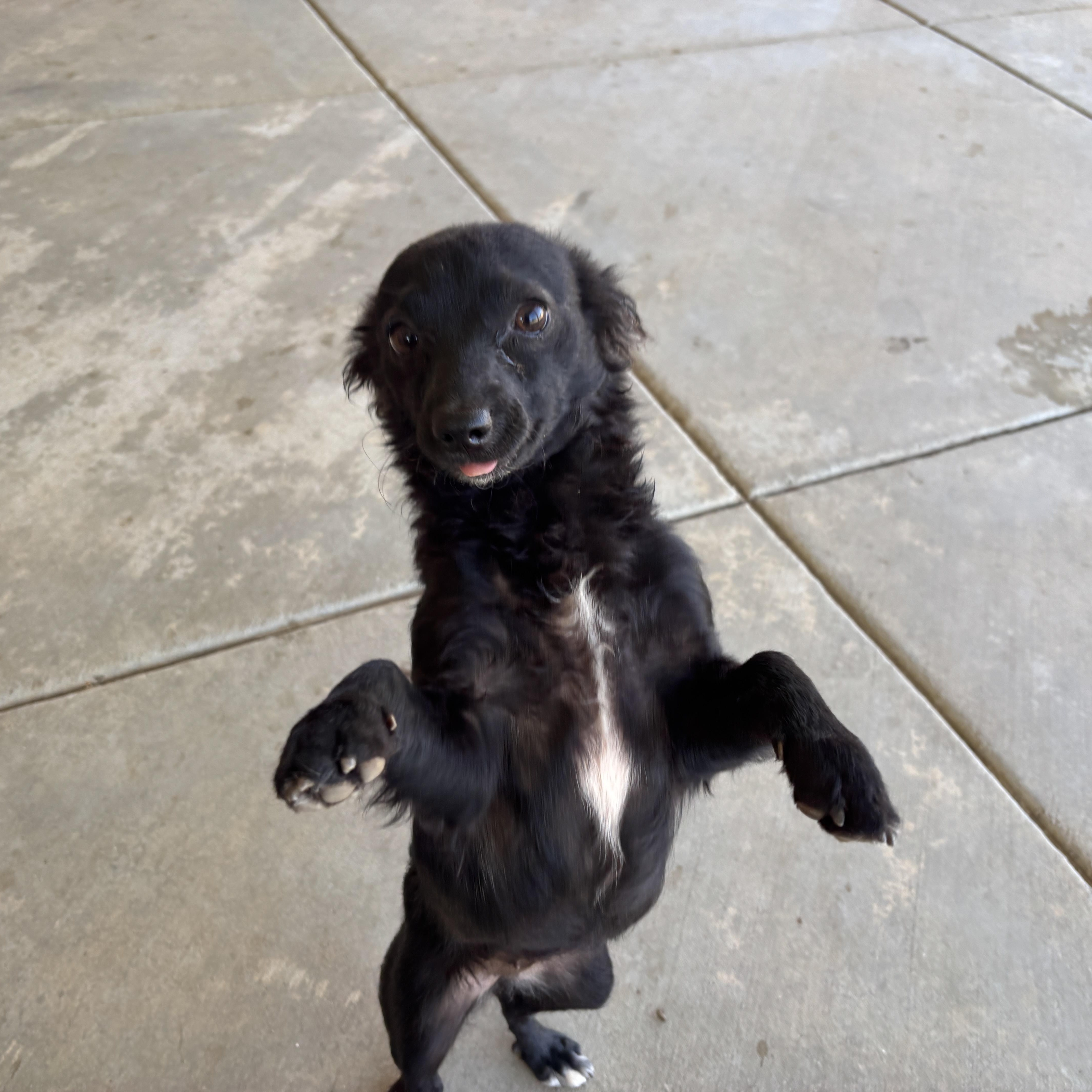 foxy -- spaniel  mix