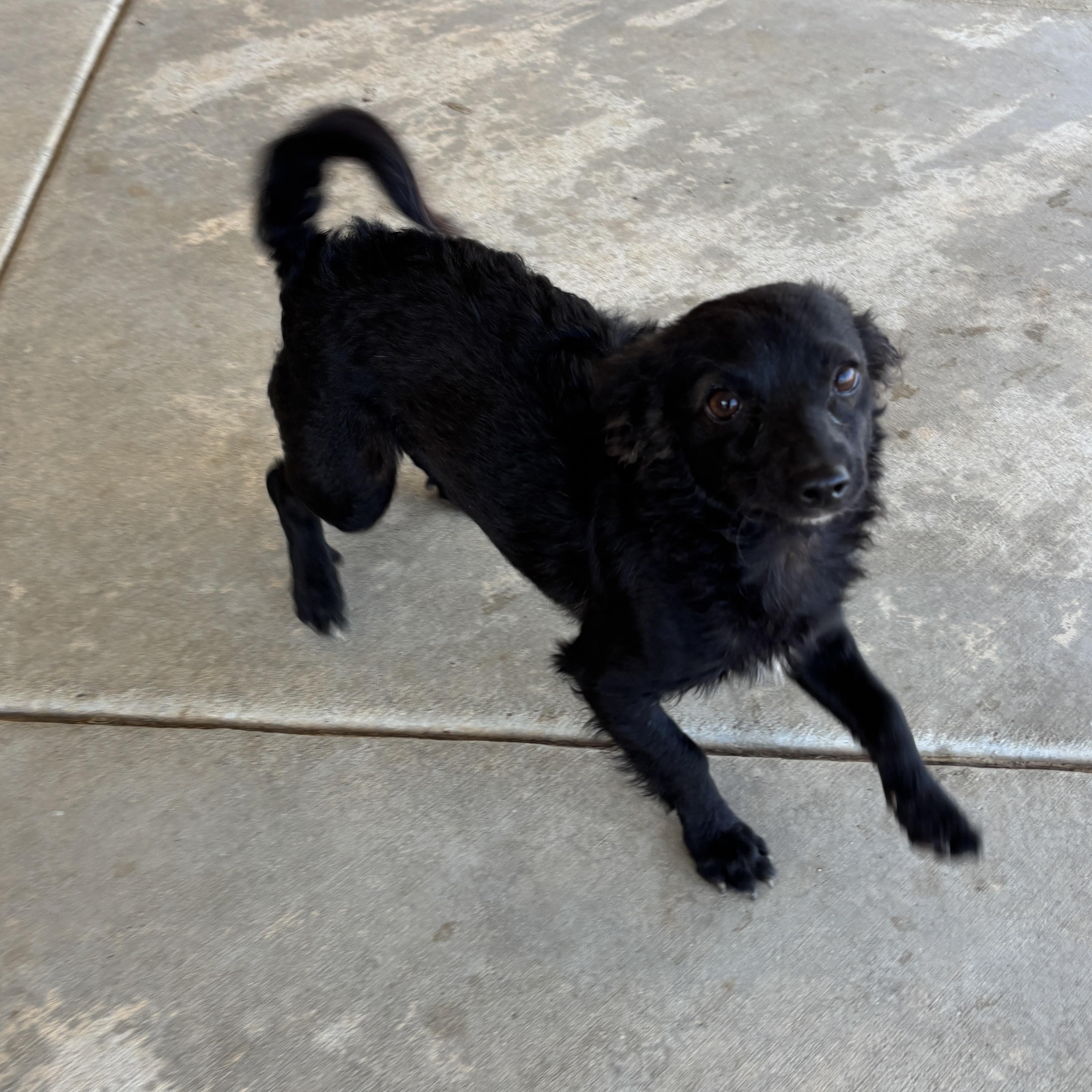 foxy -- spaniel  mix