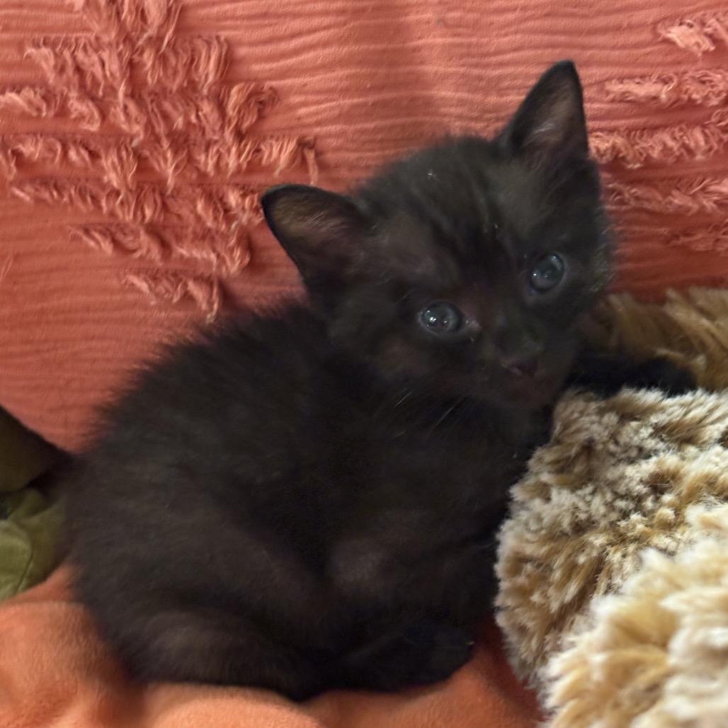 Gus Gus, Adoptable, Kitten Male Domestic Short Hair.