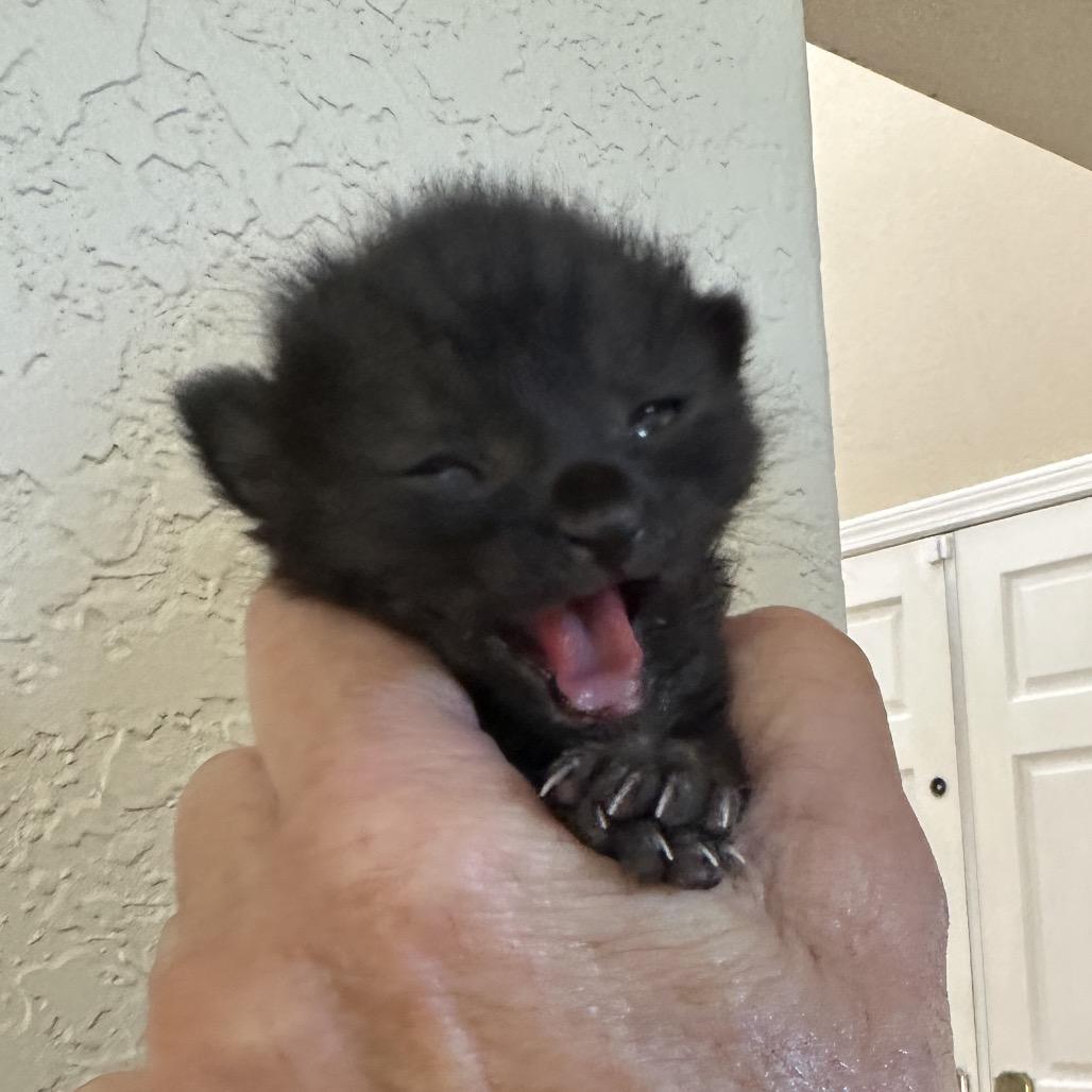 Enlarge Gus Gus, a Adoptable Domestic Short Hair in Escondido, CA image 5/5