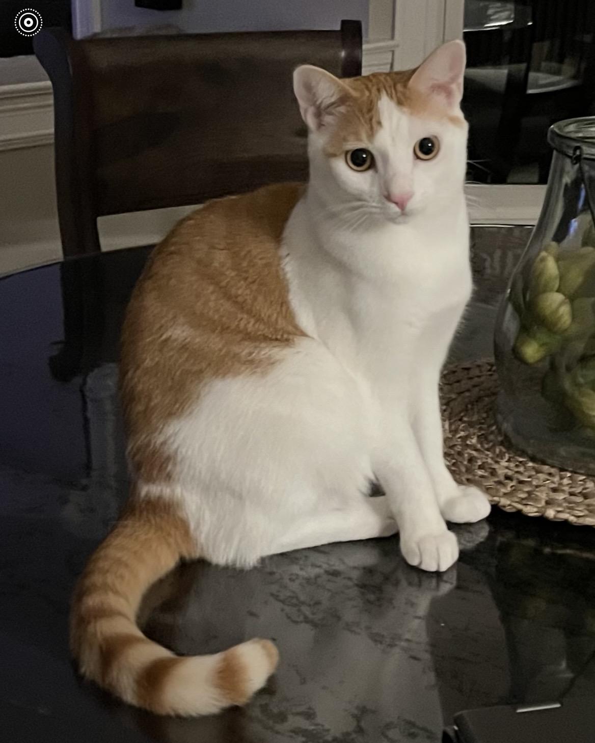 Mick Jagger, Adoptable, Young Male Domestic Short Hair.