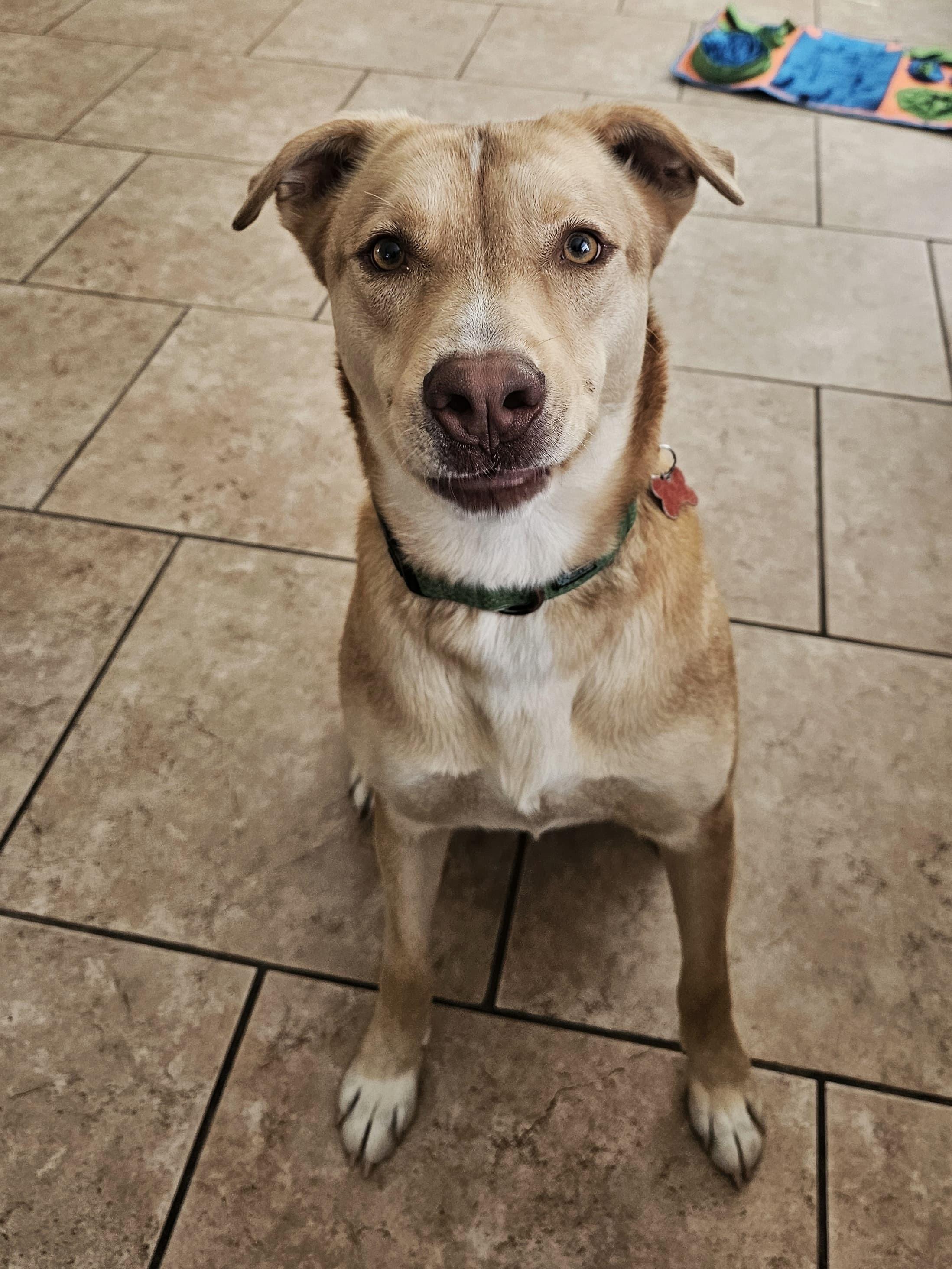 Dusty, Adoptable, Young Male Yellow Labrador Retriever.