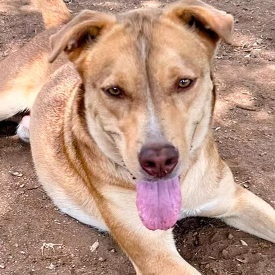 Dusty, a Adoptable mixed breed in Marble Falls, TX image 2/4