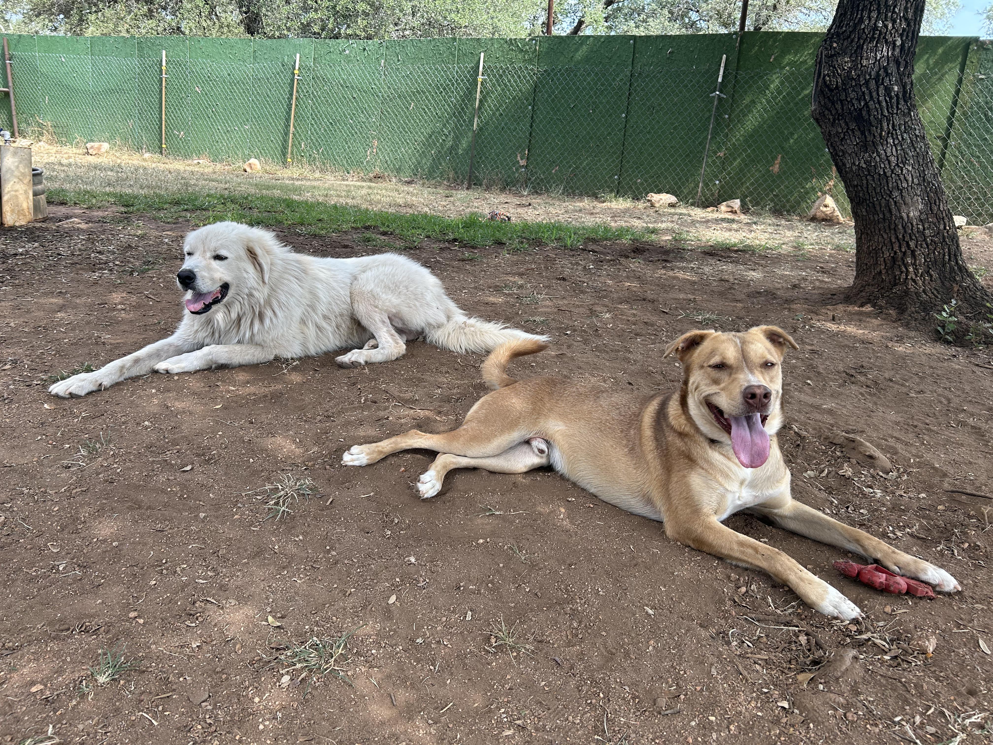 Dusty, a Adoptable mixed breed in Marble Falls, TX image 4/4
