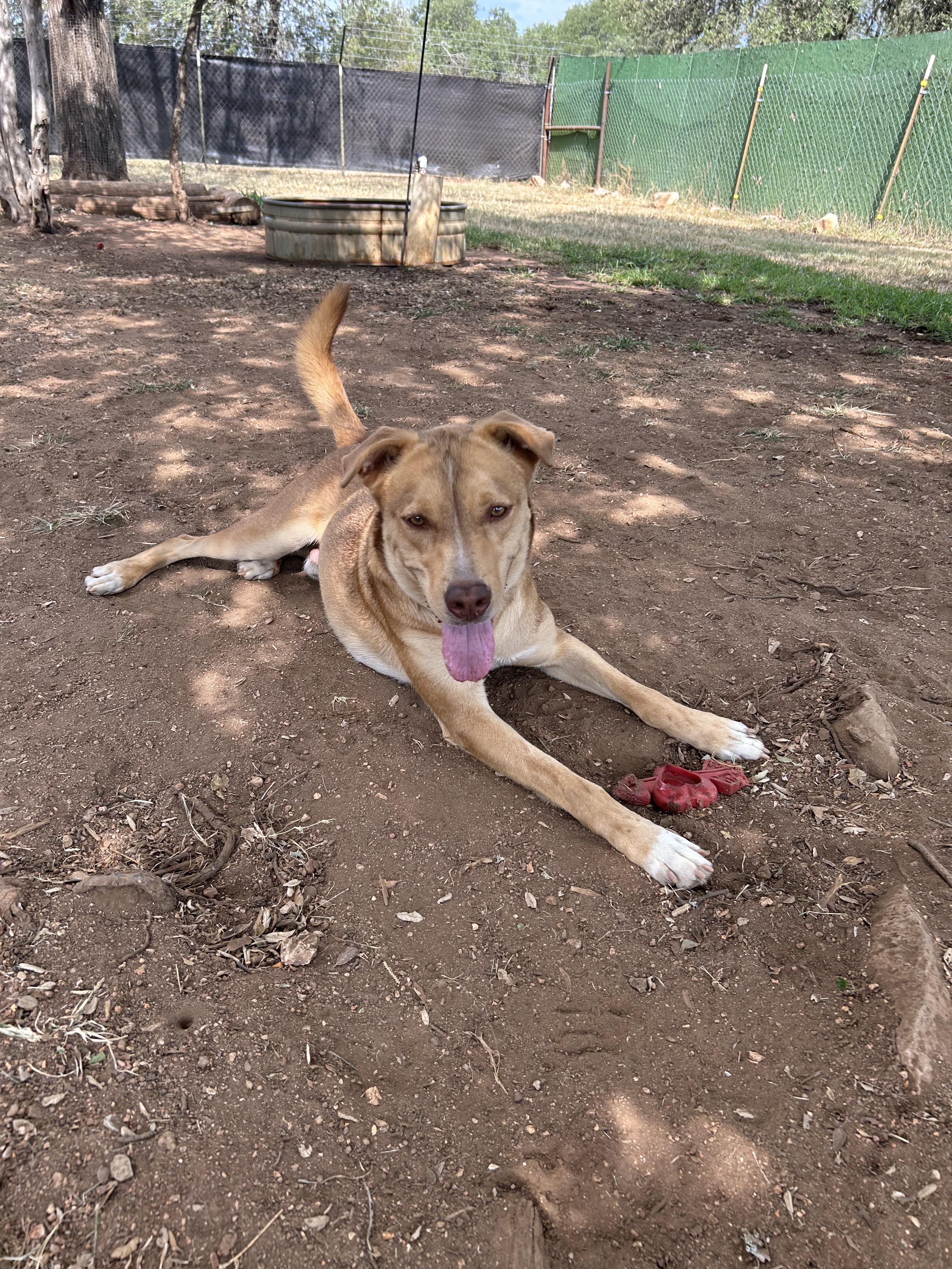 Dusty, a Adoptable mixed breed in Marble Falls, TX image 3/4