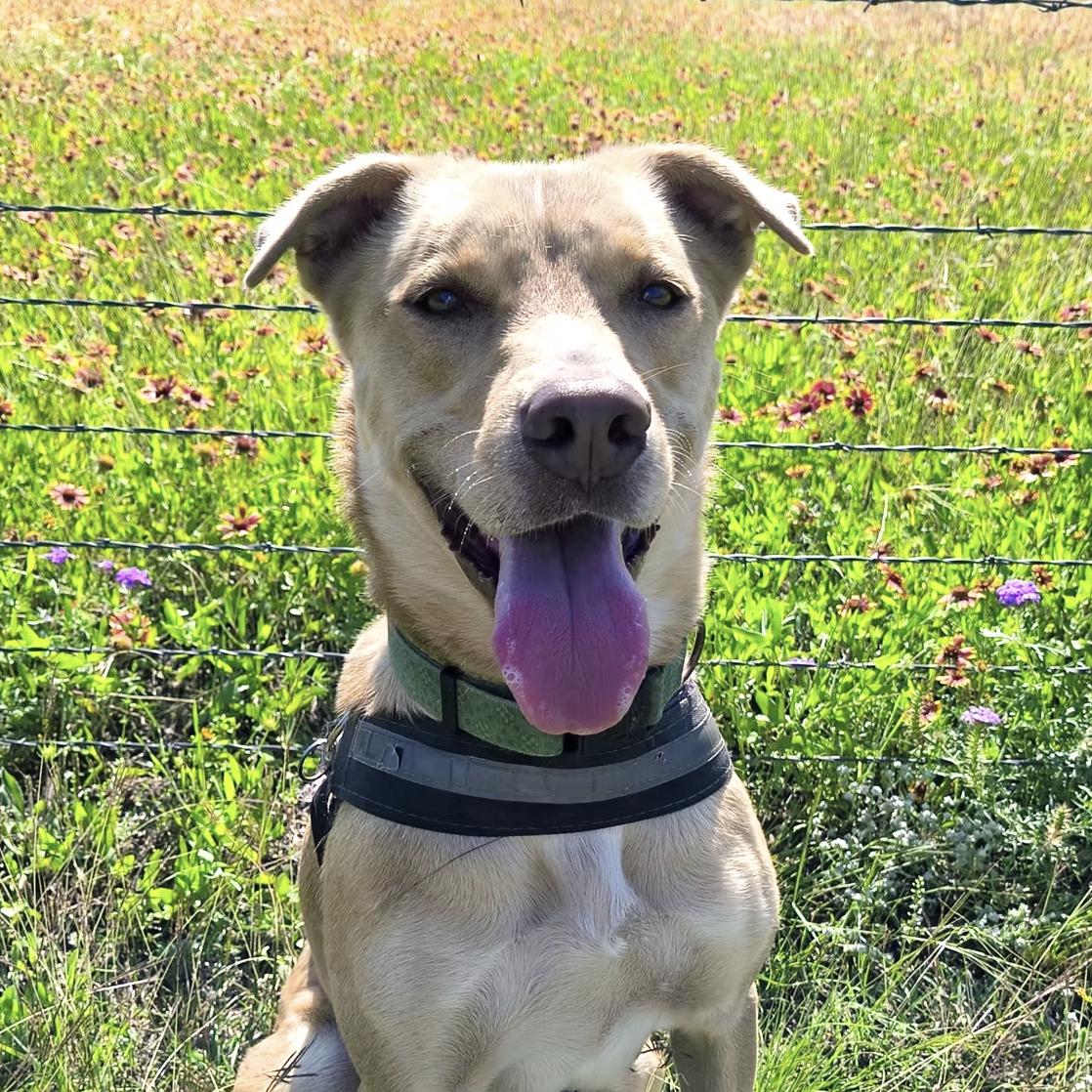 Dusty, a Adoptable mixed breed in Marble Falls, TX image 1/2