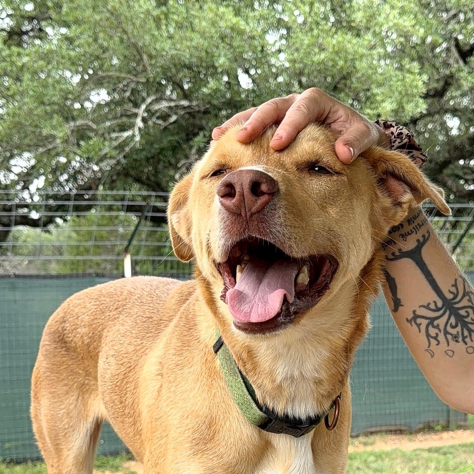 Enlarge Dusty, a Adoptable mixed breed in Marble Falls, TX image 1/2