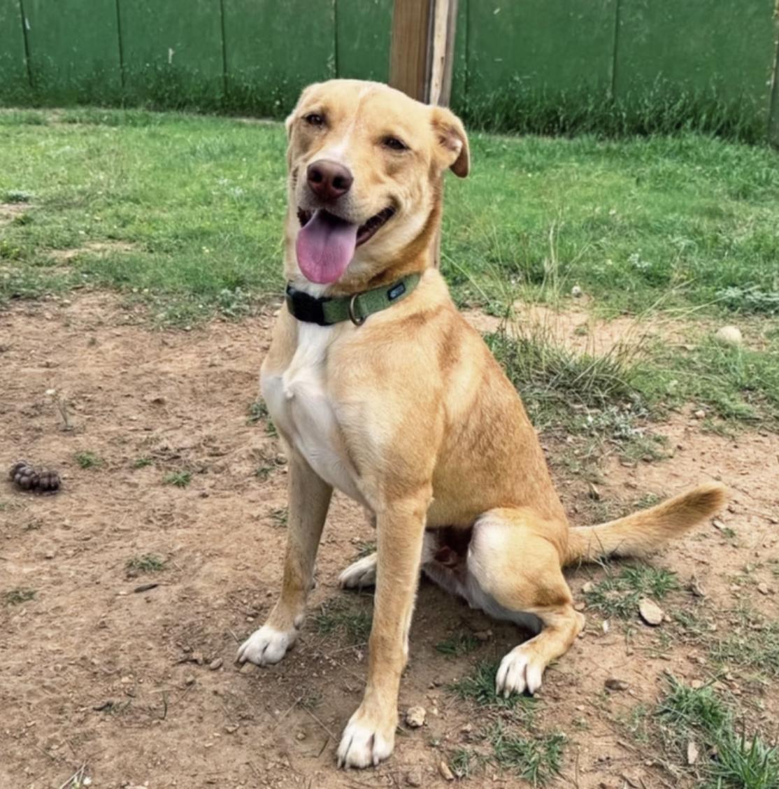 Dusty, Adoptable, Adult Male Yellow Labrador Retriever & Australian Cattle Dog / Blue Heeler.
