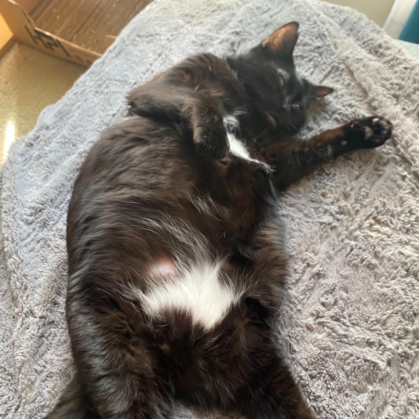 Enlarge Starkiss - the Beauty Queen, a Adoptable mixed breed in Wyandotte, MI image 1/6
