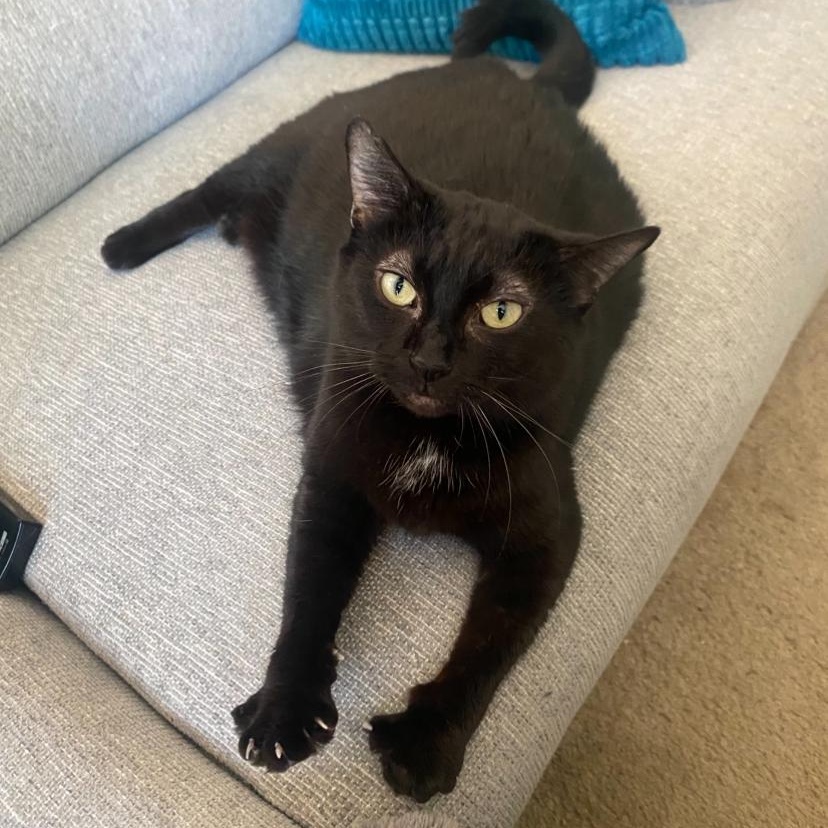 Enlarge Starkiss - the Beauty Queen, a Adoptable mixed breed in Wyandotte, MI image 5/6