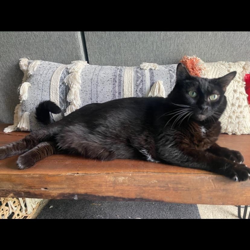 Enlarge Starkiss - the Beauty Queen, a Adoptable mixed breed in Wyandotte, MI image 3/6