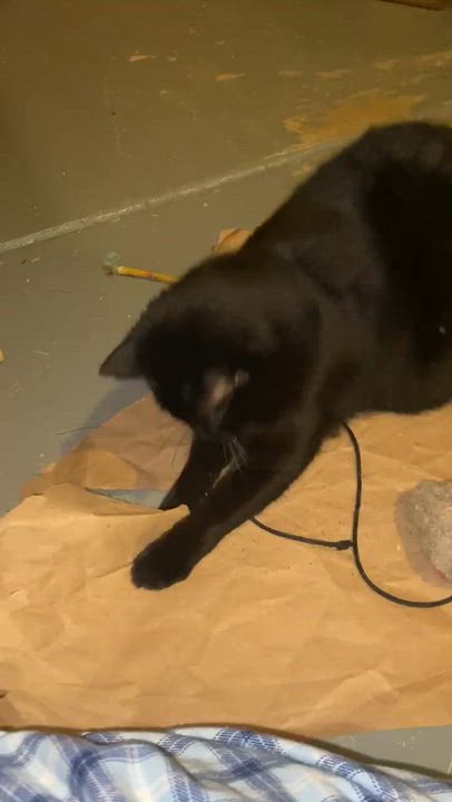 Enlarge Starkiss - the Beauty Queen, a Adoptable mixed breed in Wyandotte, MI video 4/6