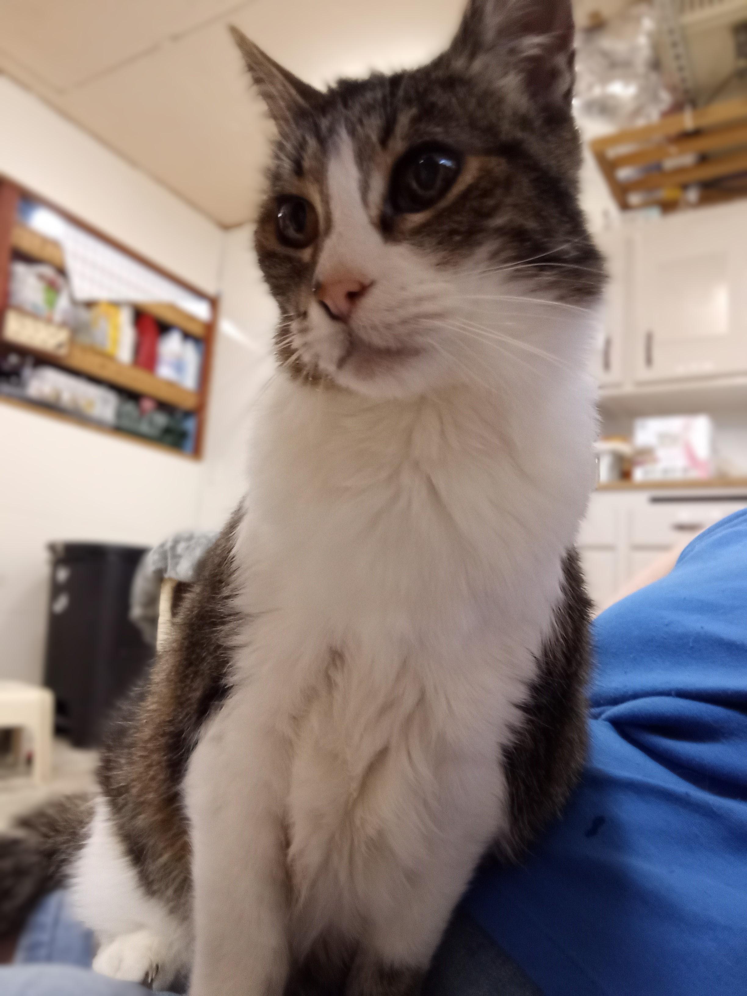 Enlarge Bella, a Adopted mixed breed in Chehalis, WA image 2/6