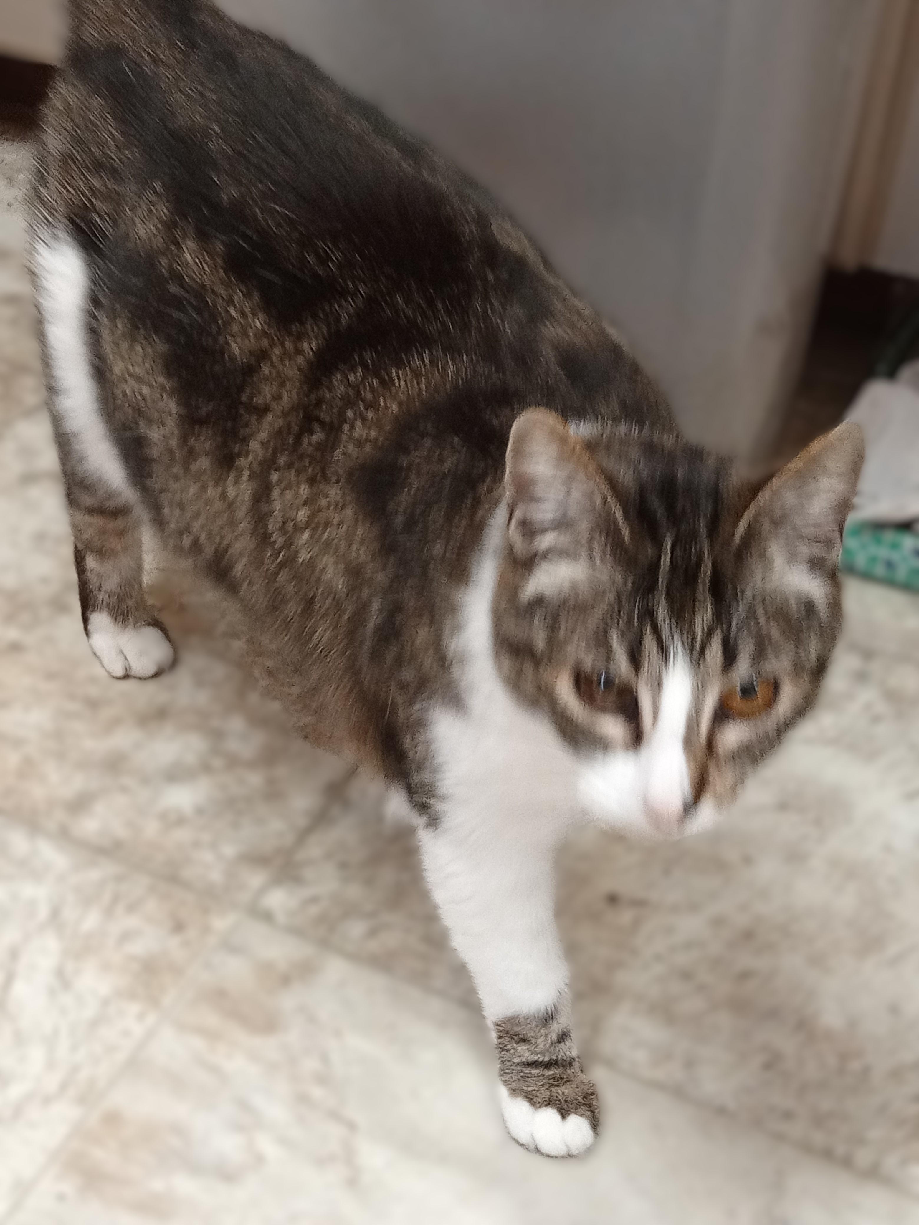 Enlarge Bella, a Adopted mixed breed in Chehalis, WA image 3/6