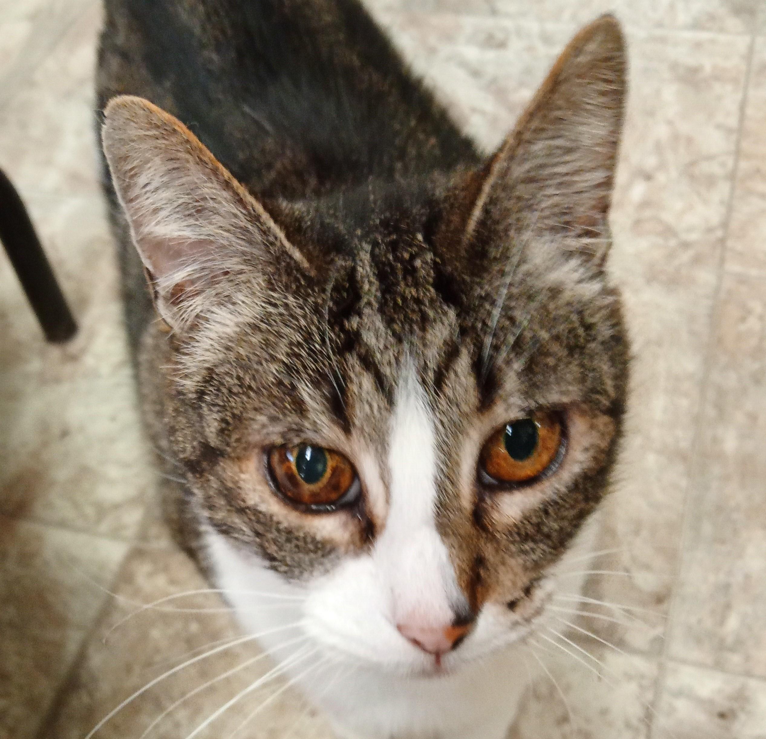 Bella, Adopted, Senior Female Domestic Short Hair.