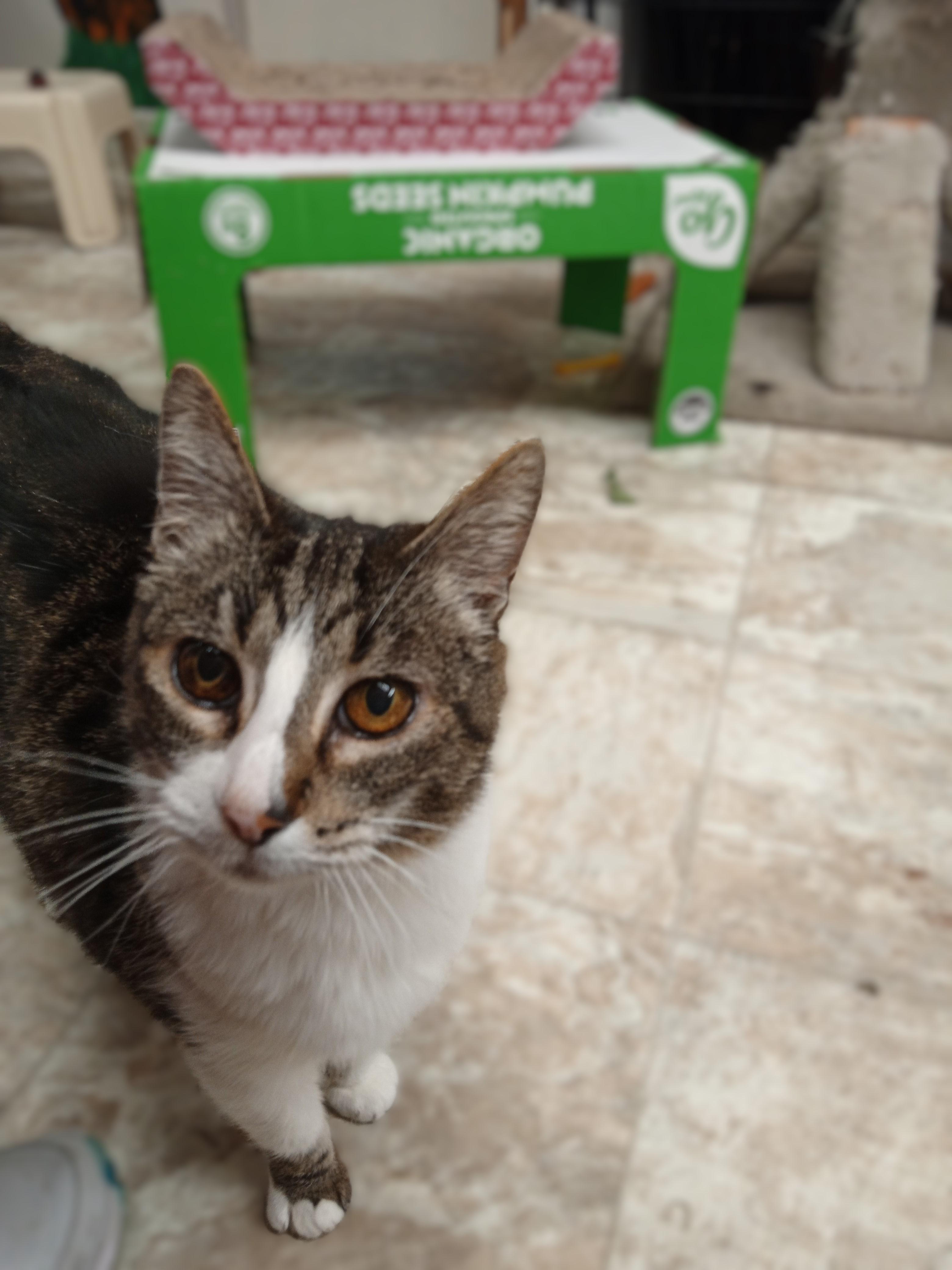 Enlarge Bella, a Adopted mixed breed in Chehalis, WA image 5/6