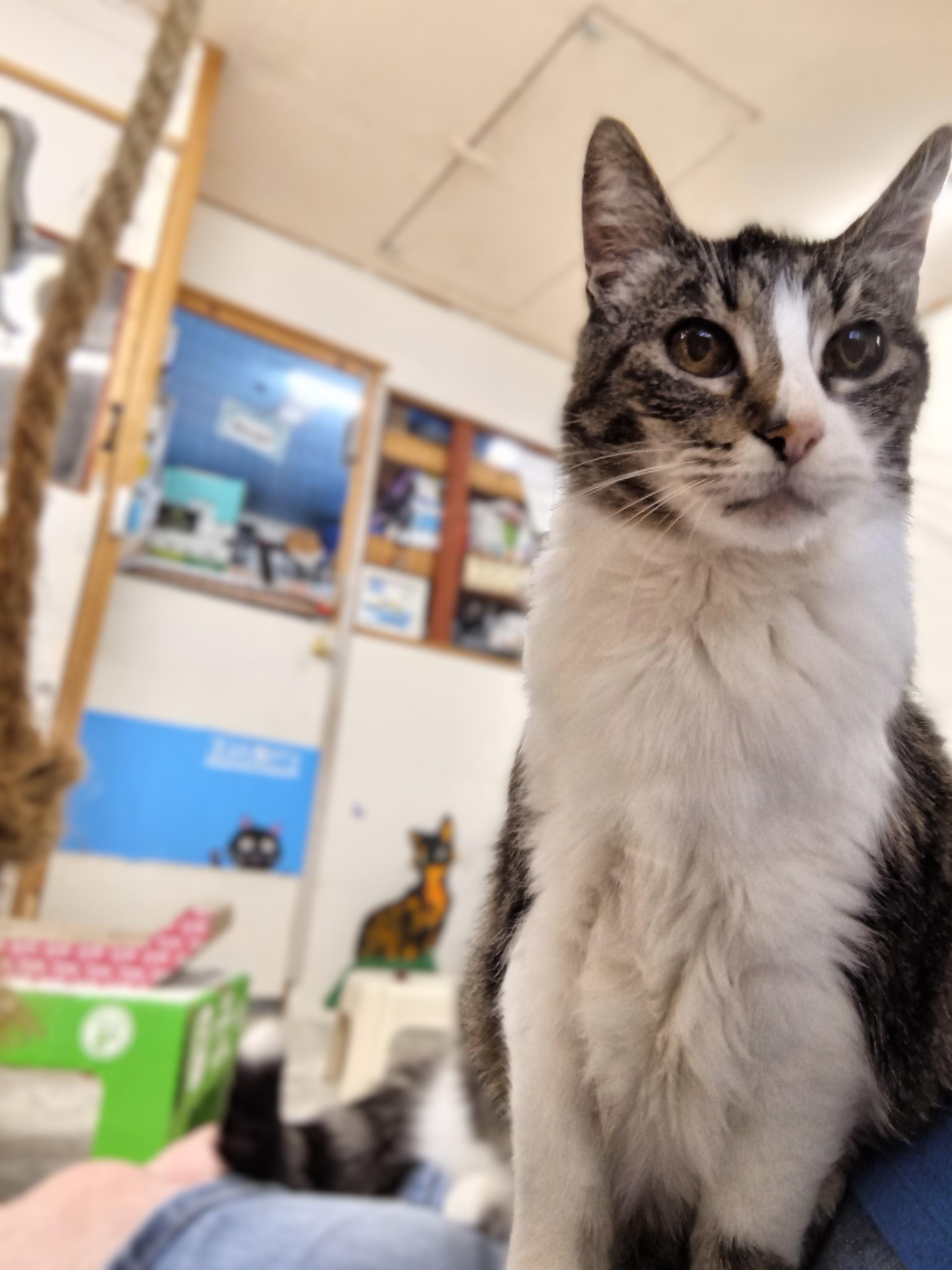 Enlarge Bella, a Adopted mixed breed in Chehalis, WA image 6/6