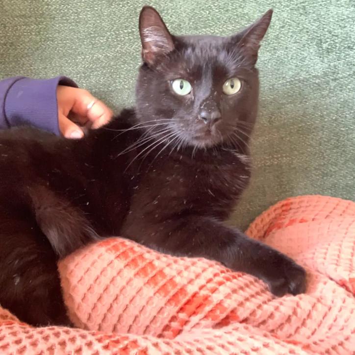 Gordon, adopted, Adult Male Domestic Short Hair.