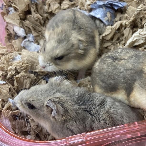 Enlarge Buttercup, a Adoptable Dwarf Hamster in Prince Frederick, MD image 1/2