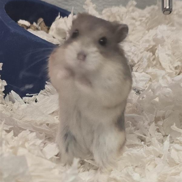 Enlarge Buttercup, a Adoptable Dwarf Hamster in Prince Frederick, MD image 2/2