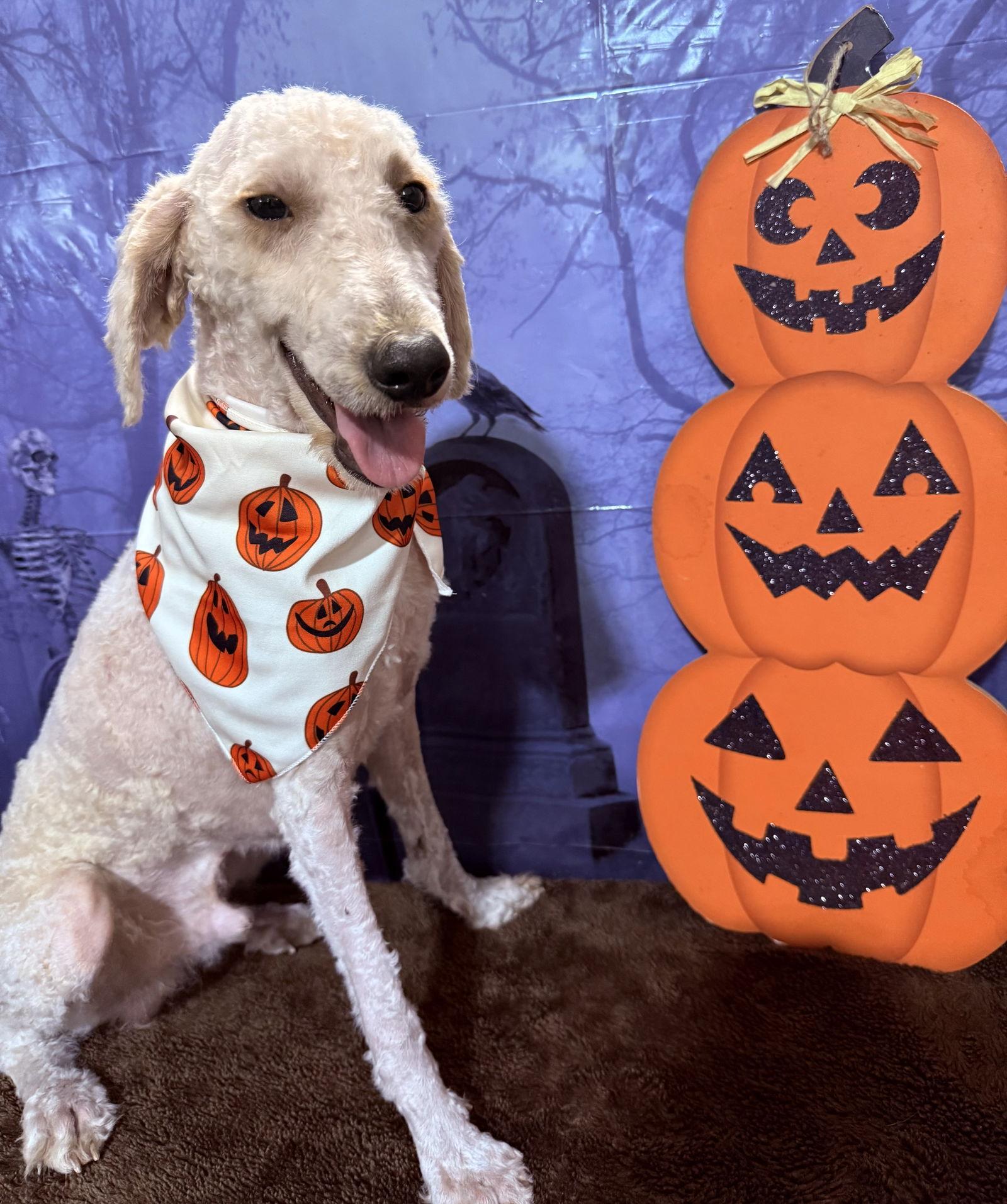 Skipper, a Adoptable mixed breed in Valrico, FL image 2/3