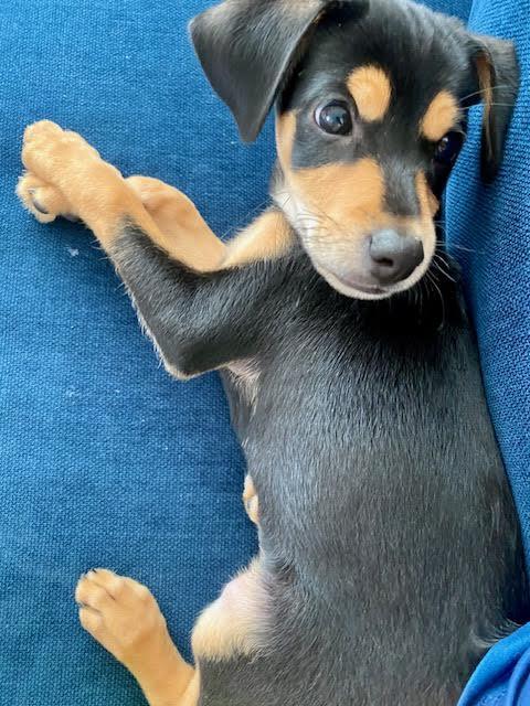 Brody