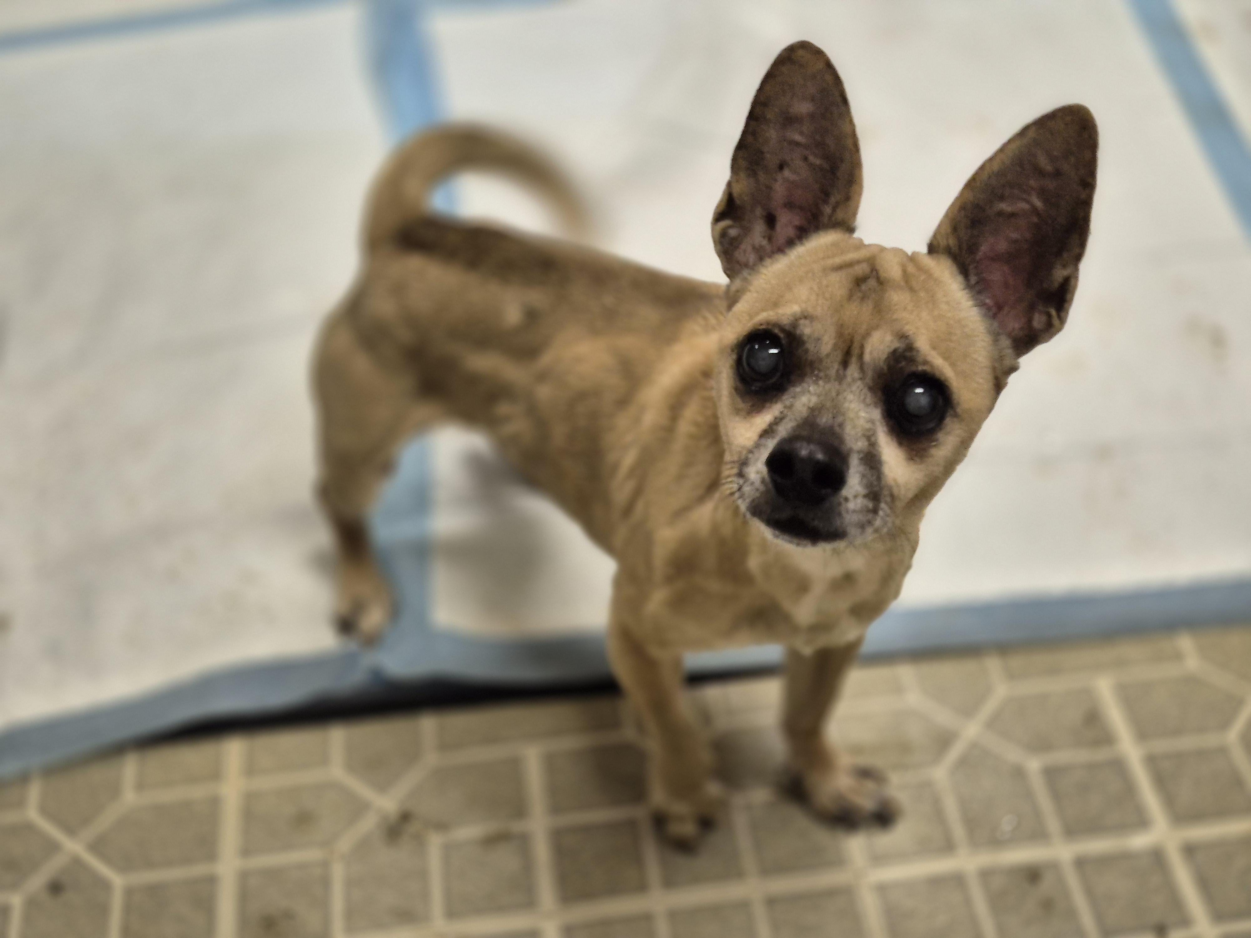 Chico Chiquito thumbnail 2