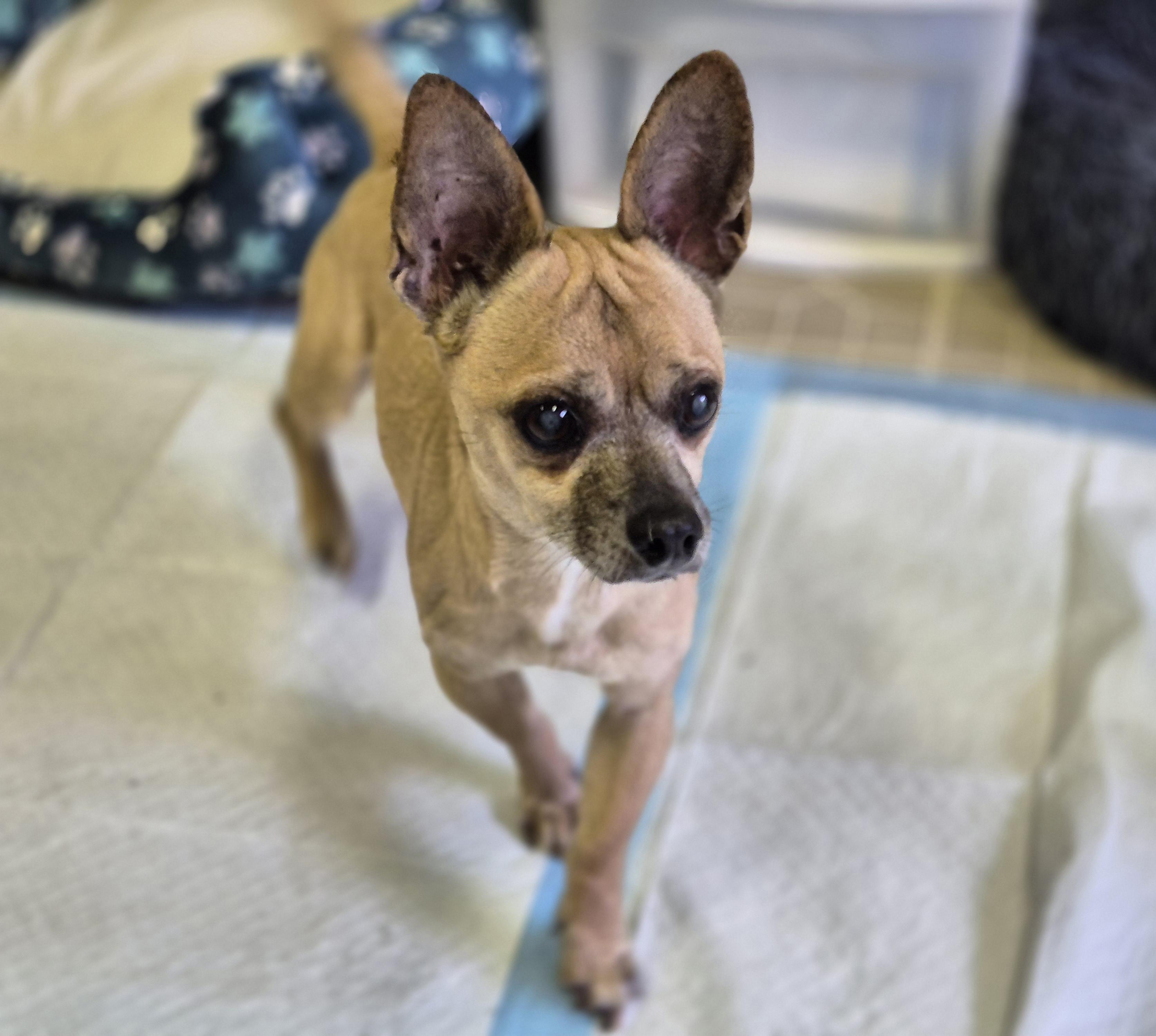 Chico Chiquito thumbnail 3