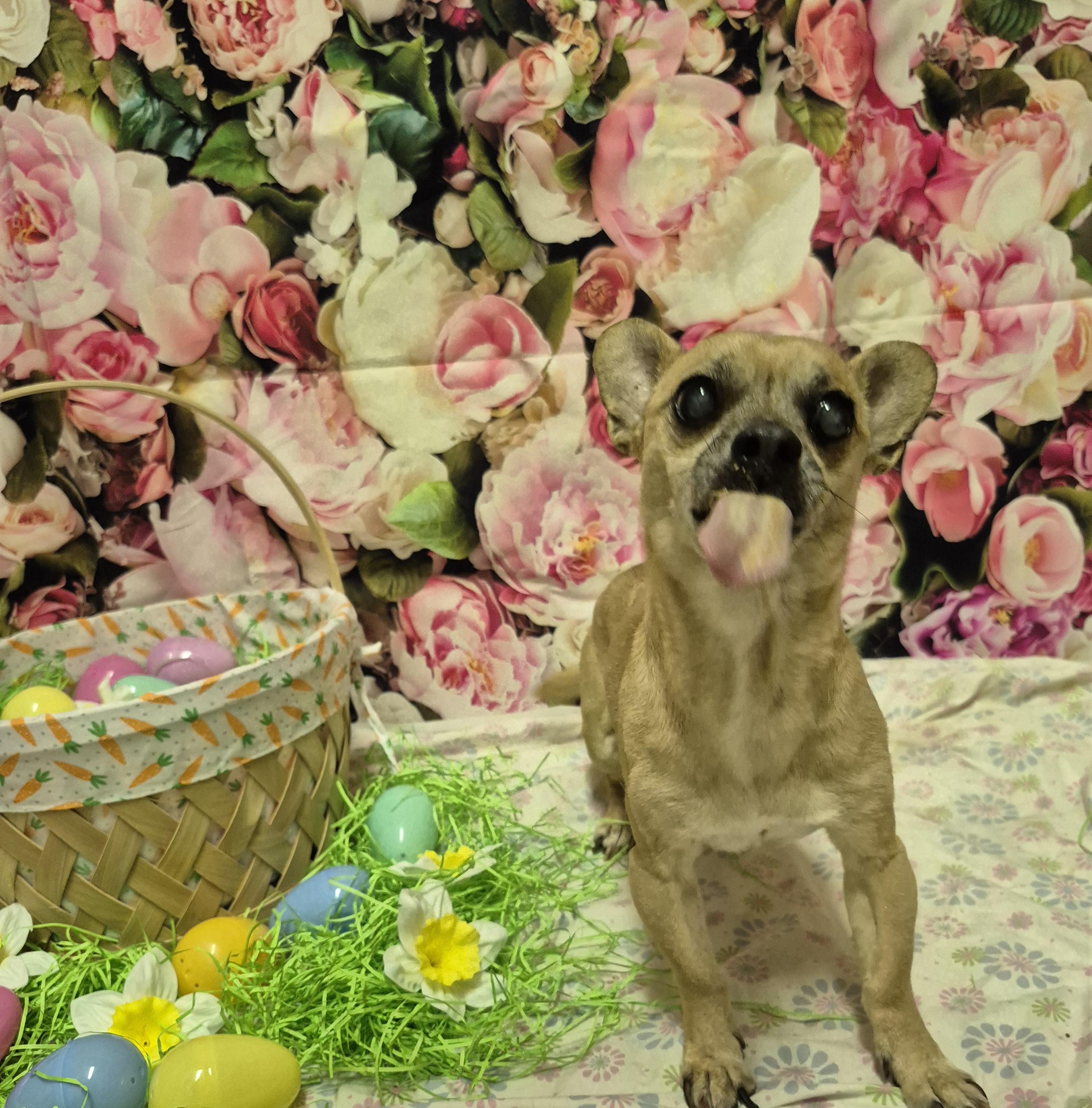 Chico thumbnail 6